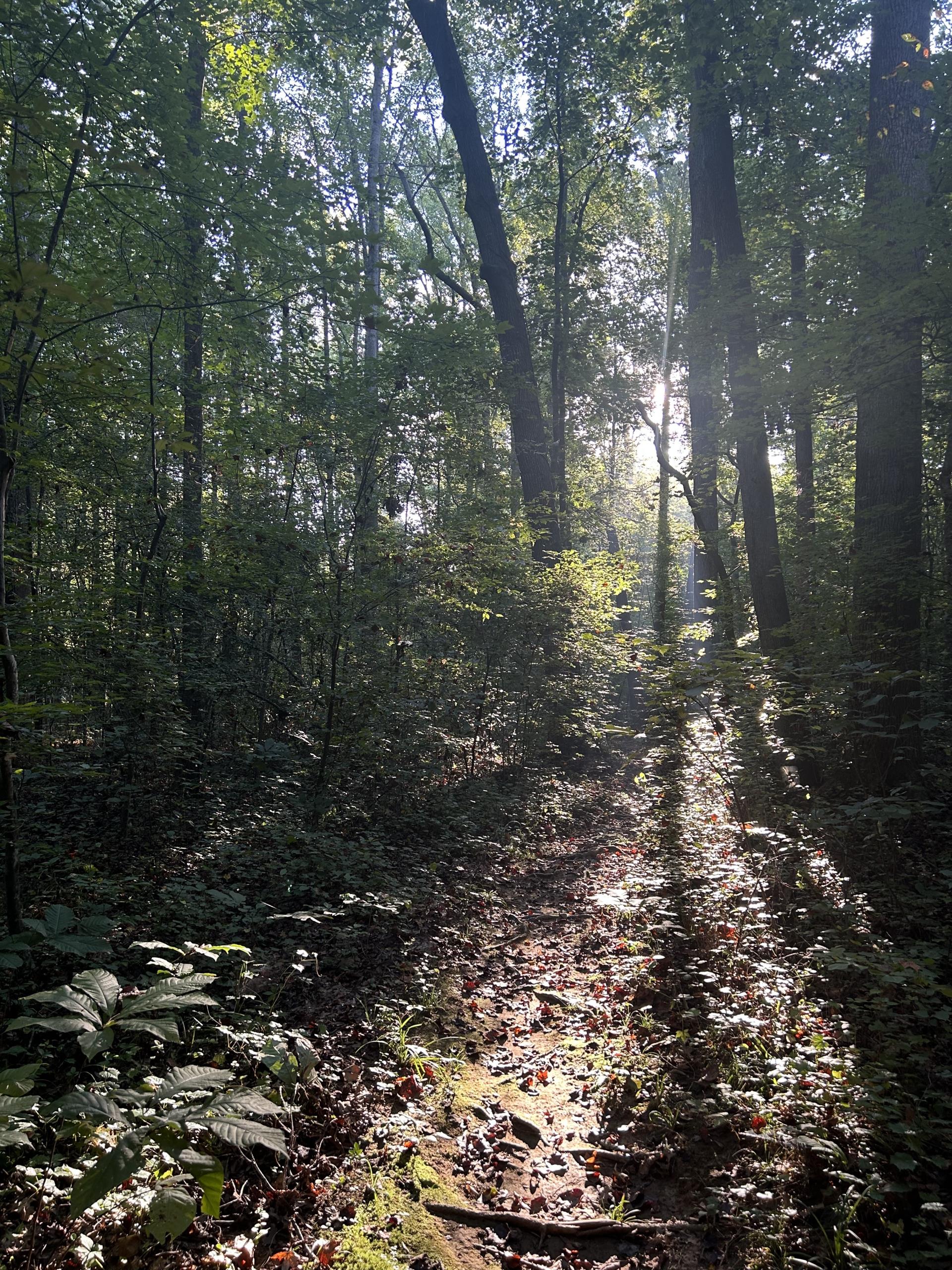 The forest of New Hope Creek Bottomlands Trail