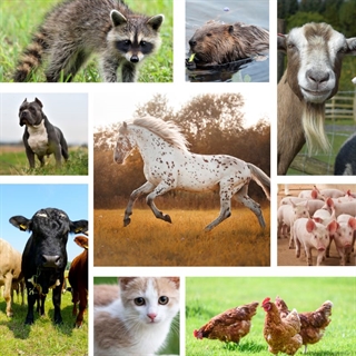 Animal Service Advisory Committee