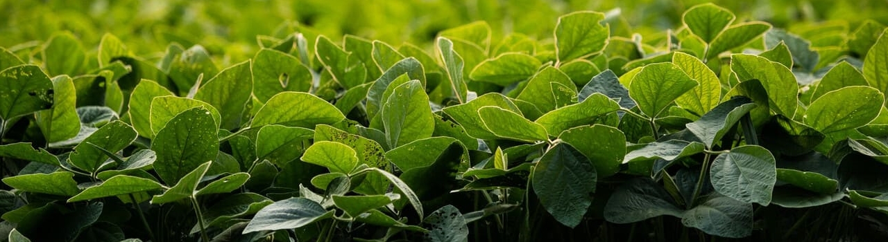 Soybean plants.